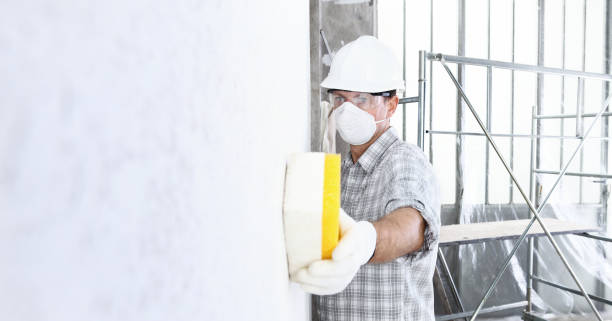 Best Basement Mold Removal in USA